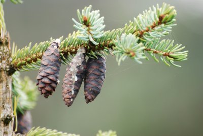 Picea omorika - smrk omorika - šišky